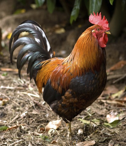 A Rooster