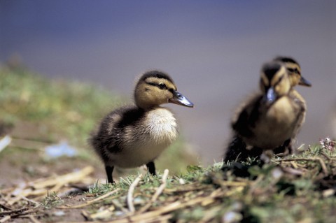 Three Ducklings