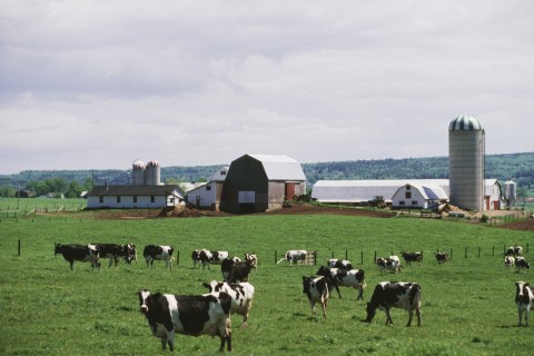 A Herd of Cows Grazing in a Meadow