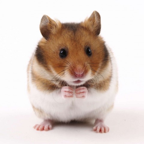 Hamster