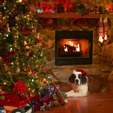 A Saint Bernard Dog with a Santa Hat Lying in a Living Room Decorated for Christmas