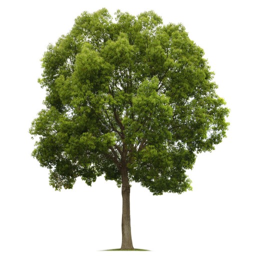 木