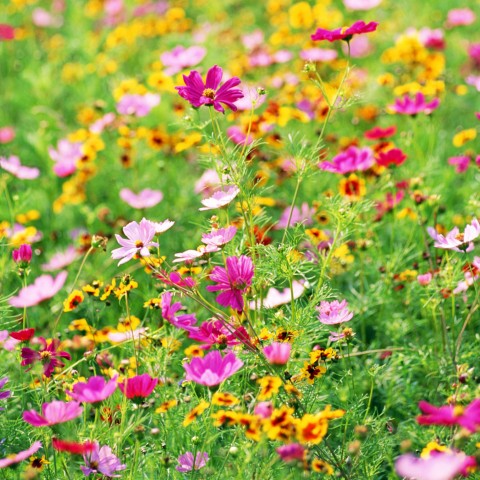 Spring Flowers