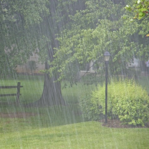 Heavy Rain in a Park