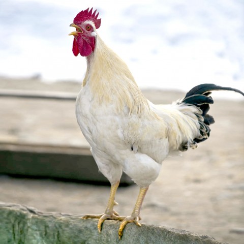 A Rooster Sitting on a Fence and Crowing