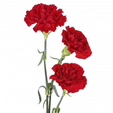 Red Carnations