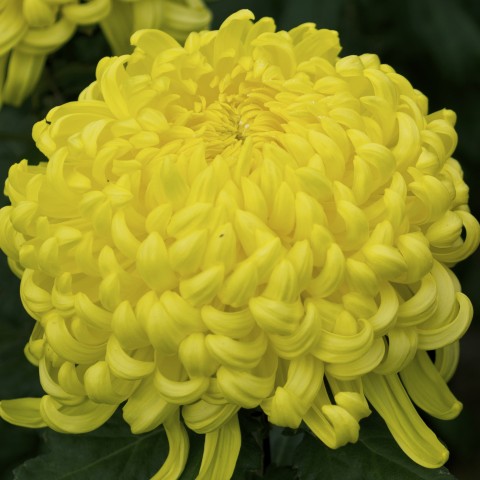 A bright yellow chrysanthemum