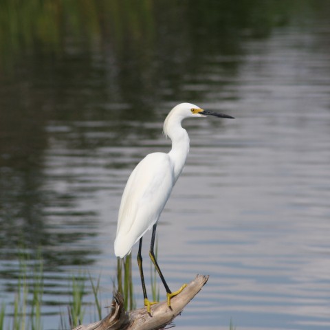 A White Crane