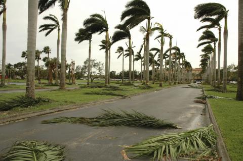 Palm Trees in a Hurricane