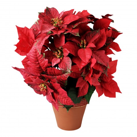 A pot of poinsettias