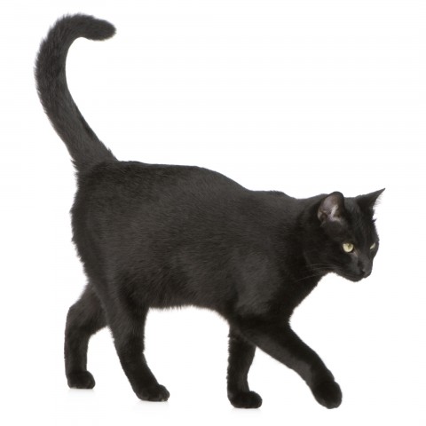 A Black Cat Against a White Background