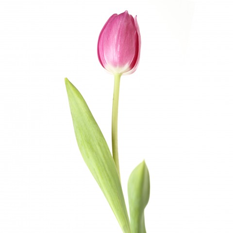 Tulip Against White Background