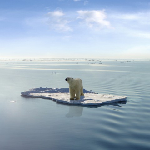 A polar bear stuck on a block of ice, completely surrounded by water.