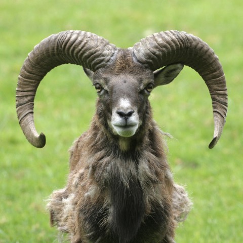 A Goat with Long Horns