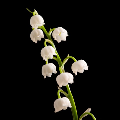 muguet flowers, aka lily of the valley