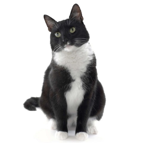 A Sitting Black-and-White Cat.