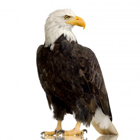 A bald eagle