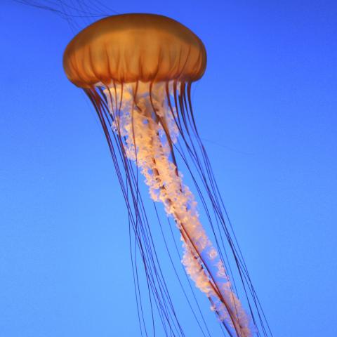 A Jellyfish