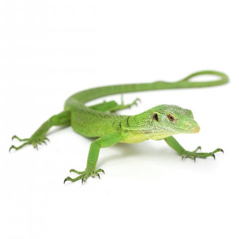 A Green Lizard