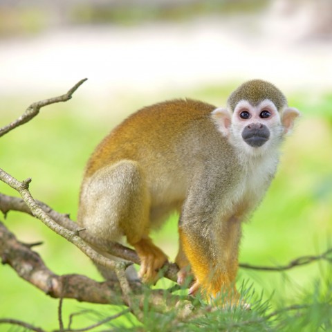 A Picture of a Monkey on a Tree Branch