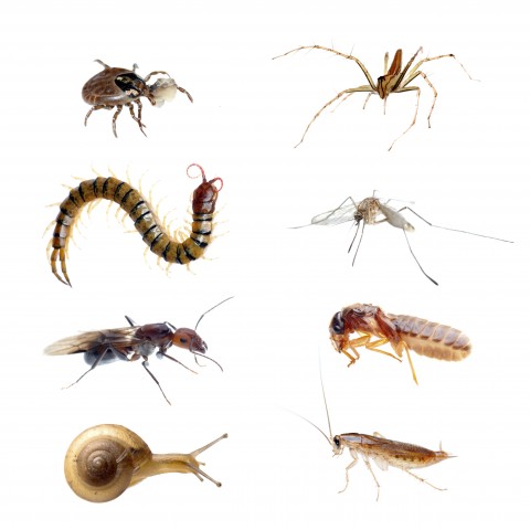 A Collection of Insects, an Arachnid, a Snail, and an Arthropod