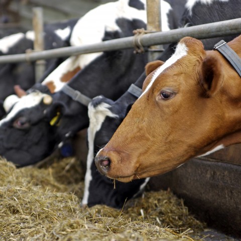 Cows on the Farm