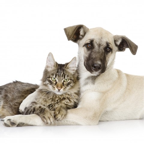 Dog and Cat Laying Next to Each Other