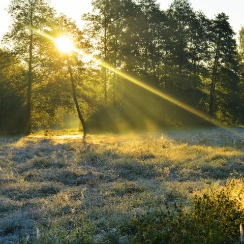 Beautiful Morning