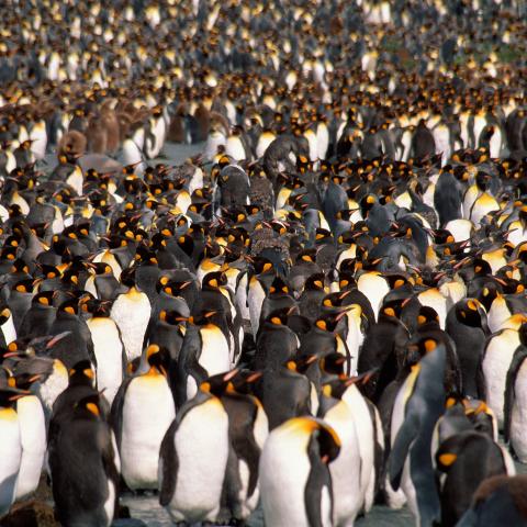 A Colony of Penguins