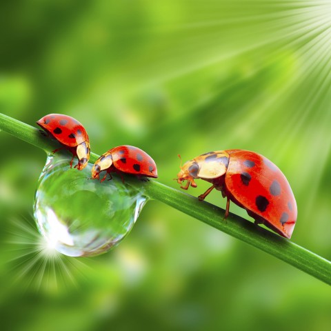 Ladybugs on a Dripping Blade of Grass