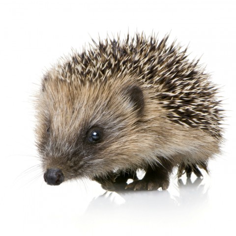 Hedgehog