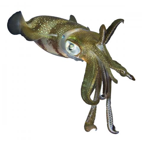 Squid