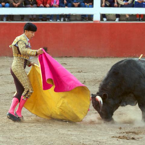 A Bullfight