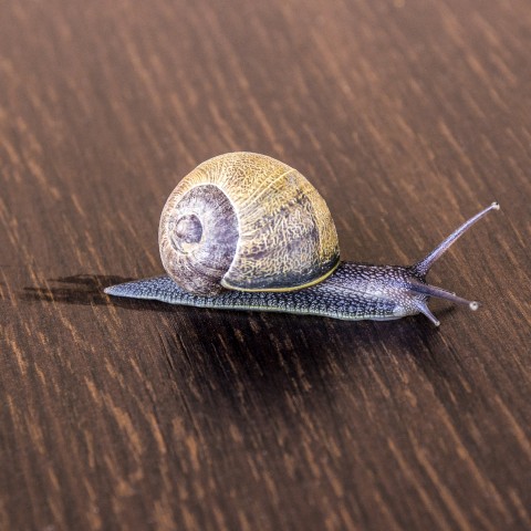 Snail On a Table