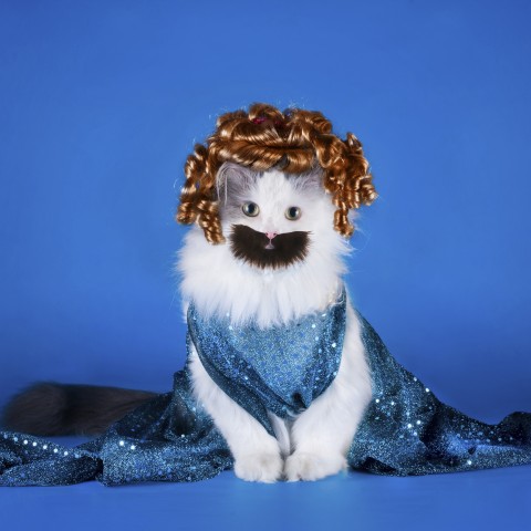 A Cat with Clothes, a Wig, and a Beard