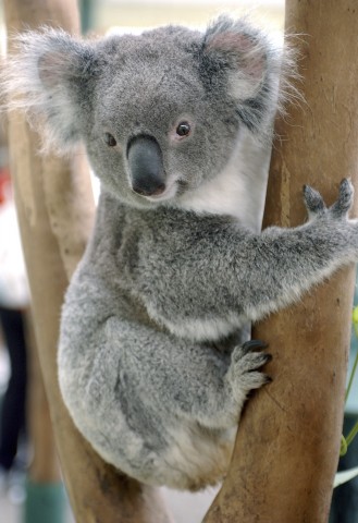 KOALA BEAR