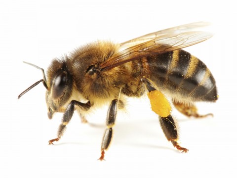 Bee