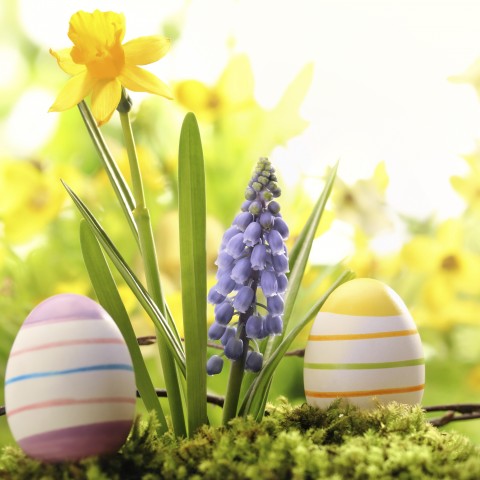 Easter Eggs and Flowers