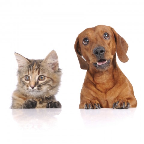 A Kitten and a Puppy against a White Background