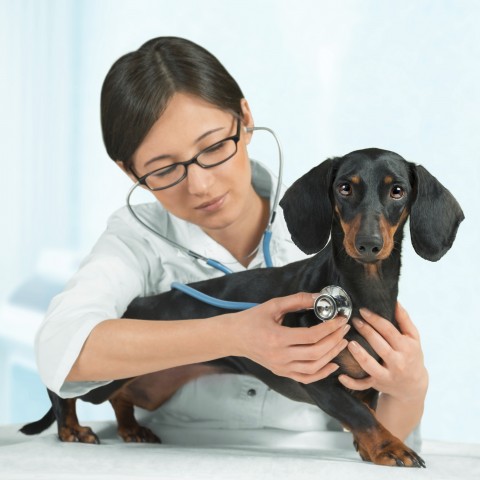 A Dog at the Vet