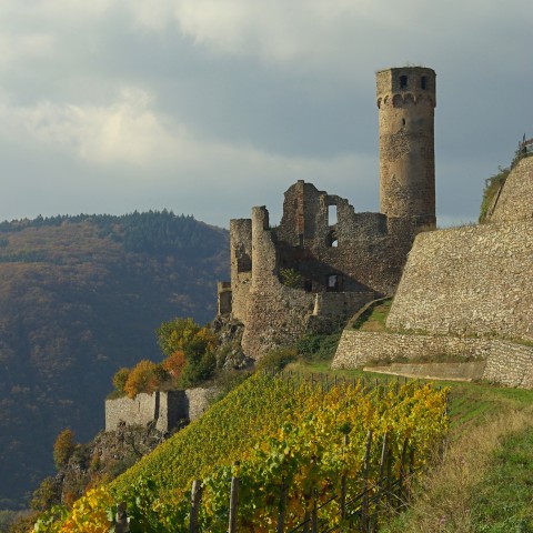 Castle ruins in a forest