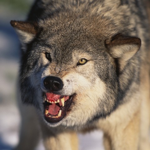 A Wolf Snarling