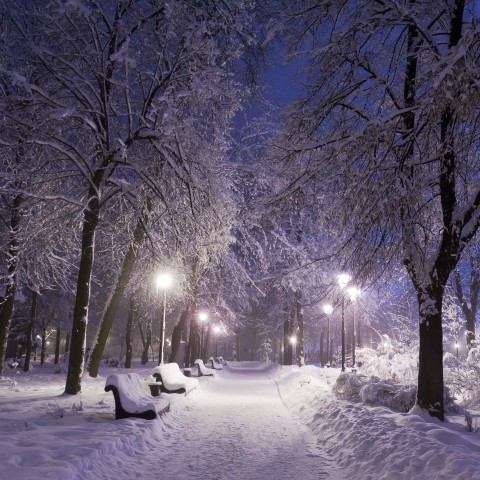 Snow in the Park at Night