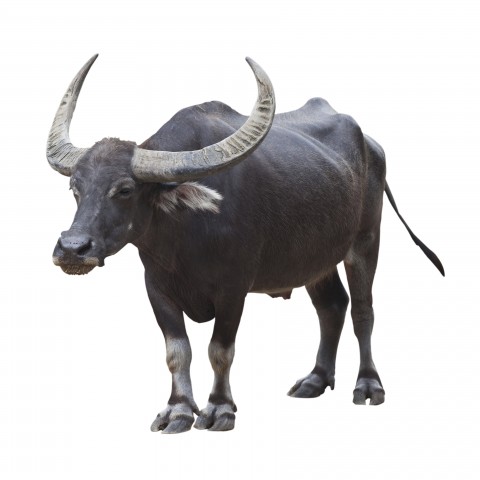 A Water Buffalo