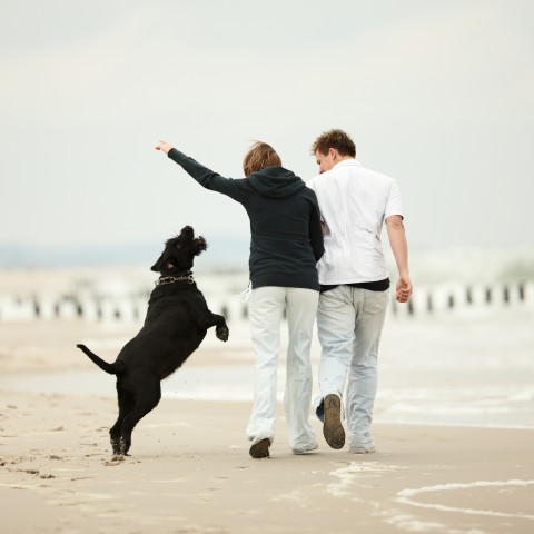 A Couple Walking on the Beach with Their Dog