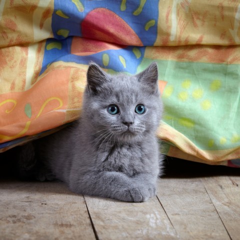 A Gray Kitten with Blue Eyes