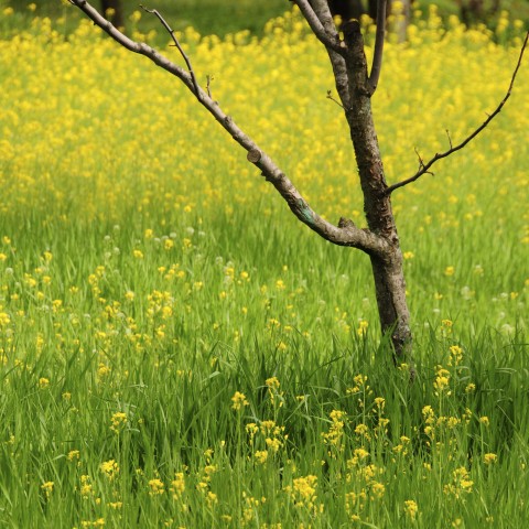 Green Field in Spring