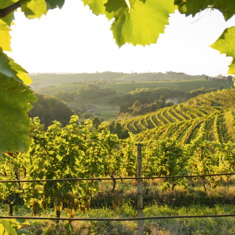 A Green Vineyard