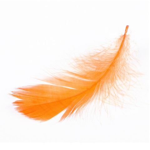 A Picture of an Orange Feather