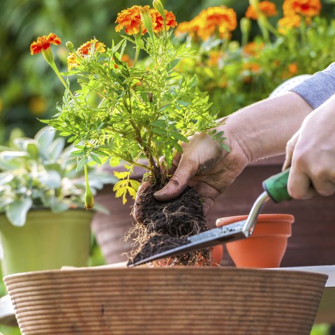 Someone Planting Flowers